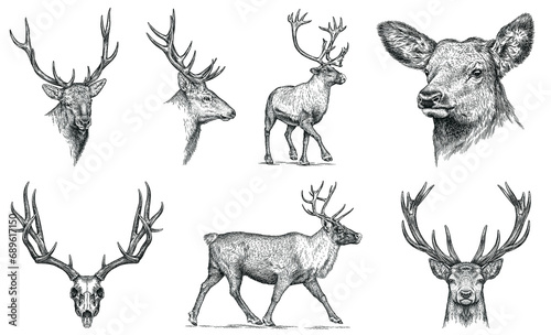 Vintage engraving isolated deer set illustration ink sketch. Northern reindeer background stag silhouette art. Black and white hand drawn image photo