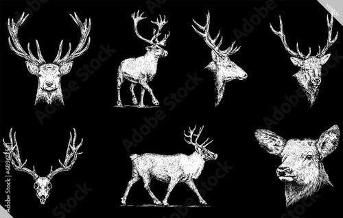 Vintage engraving isolated deer set illustration ink sketch. Northern reindeer background stag silhouette art. Black and white hand drawn vector image