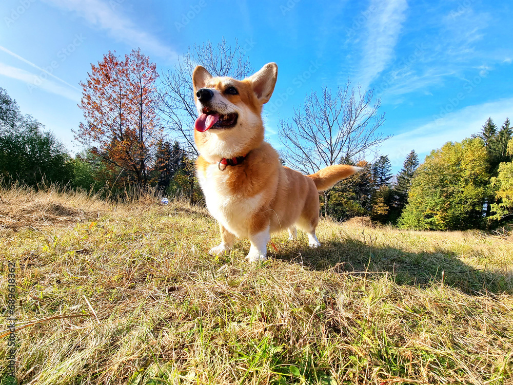 Beautiful welsh pembroke corgi dog playing in the forest against the background woods landscape Beautiful welsh pembroke corgi dog playing in the forest against the background woods landscape