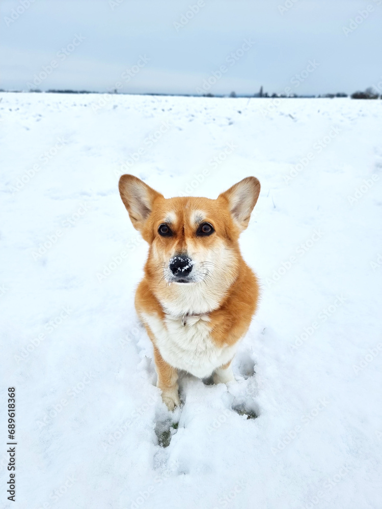 A cute red welsh corgi dog walking along a snow covered path against backdrop of a frosty winter forest. A cute red welsh corgi dog walking along a snow covered path against backdrop of a frosty winter forest.