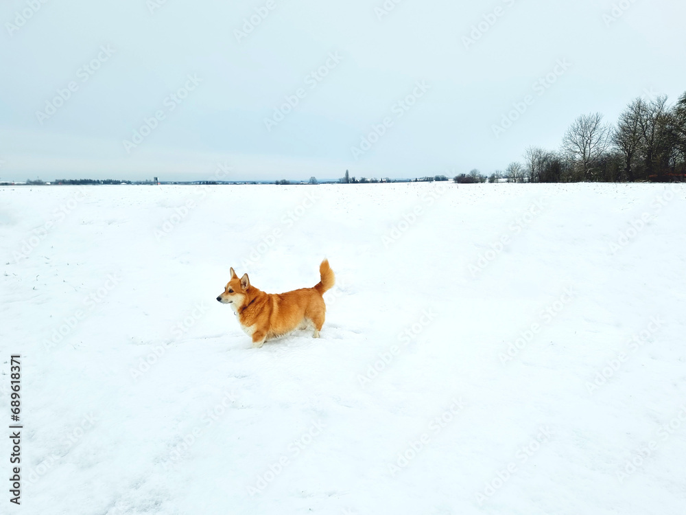 A cute red welsh corgi dog walking along a snow covered path against backdrop of a frosty winter forest.