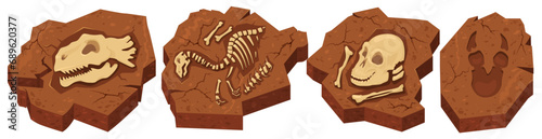 Archeological fossils in stone with different prehistoric dinosaurs