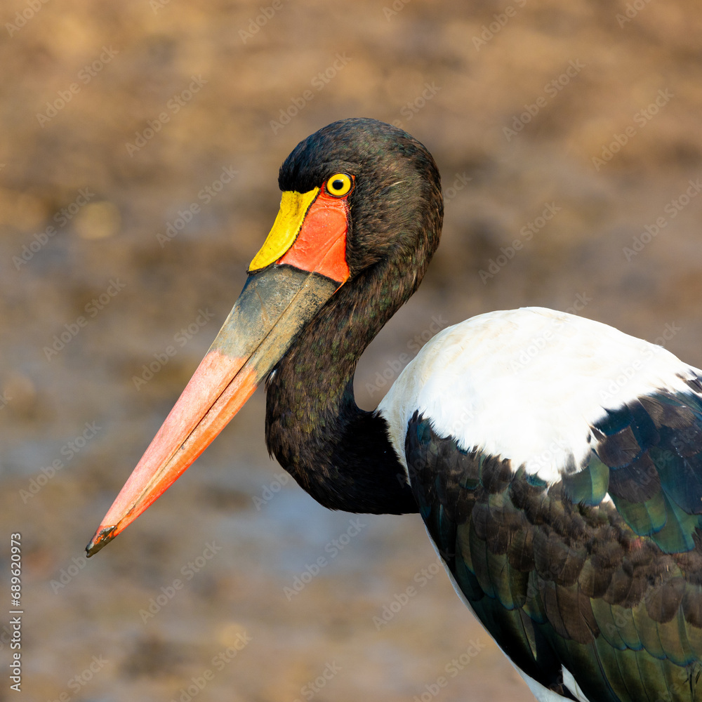 close-up of a saddle-billed stork male