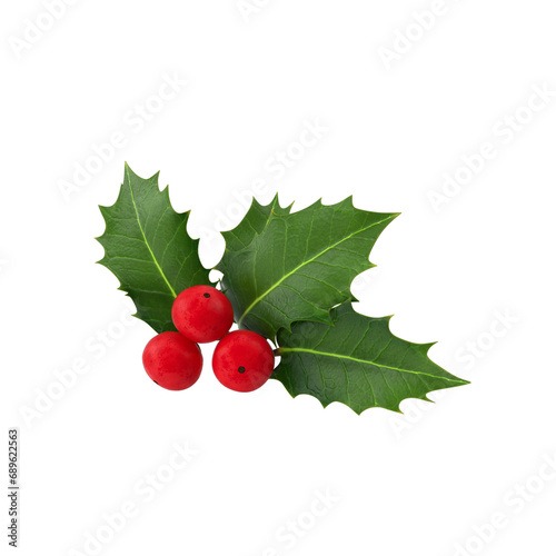 Holly berry Leaves transparant background