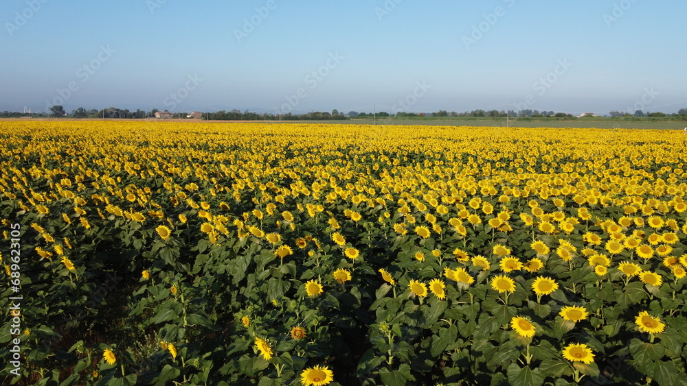 Fototapeta premium field of sunflower cultivation drone photo