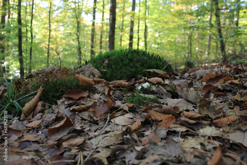 Waldboden im Herbst mit Laub