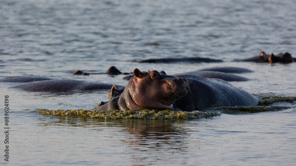 Fototapeta premium Young hippos playing in a waterhole