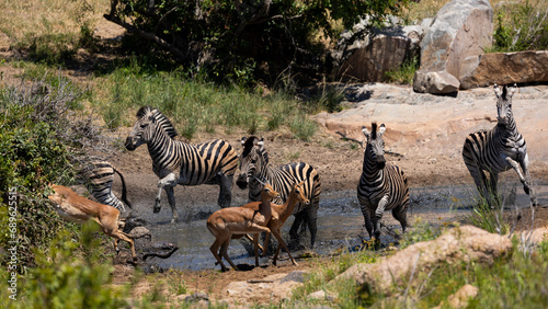a Zebra and impala herd at the waterhole