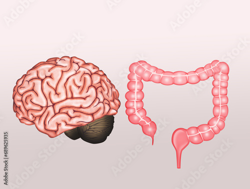 Murais de parede illustration of the brain and intestines