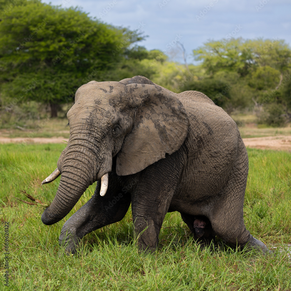 Obraz premium Big Bull African elephant grazing at the waterhole