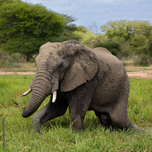 Big Bull African elephant grazing at the waterhole