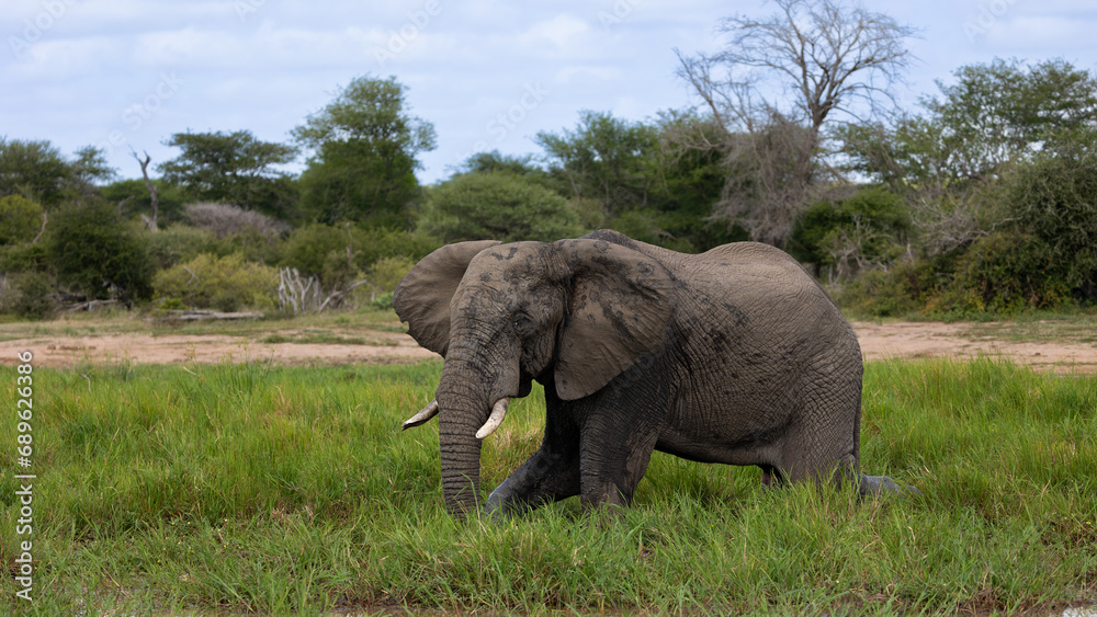 Big Bull African elephant grazing at the waterhole