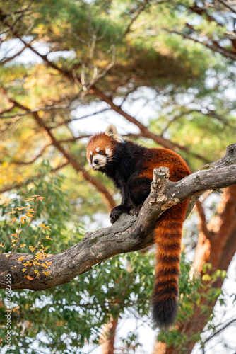 Cute red panda living in a zoo in Japan with tree branch and ground.