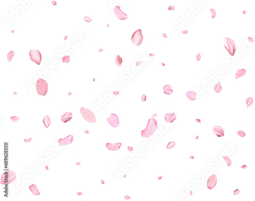 Pink Spring realistic cherry petals.