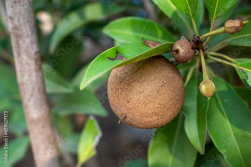 fresh sapodilla fruit on the tree, chickoo fruit. Sapodilla is tropical fruit evergreen tree and sweet taste fruit photo