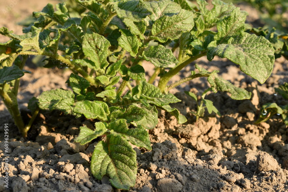 A low bush of potato tops in the garden. A low bush of potato tops in the garden.