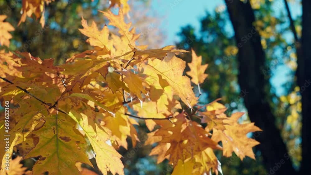 Nature's Palette: A Stunning Close-Up of Seasonal Change with Yellow Leaves in Focus. High quality 4k footage Nature's Palette: A Stunning Close-Up of Seasonal Change with Yellow Leaves in Focus. High quality 4k footage