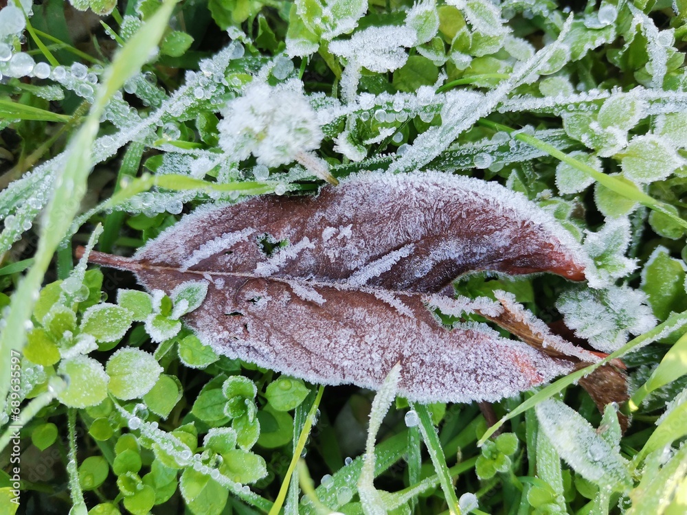 Obraz premium frost on leaf