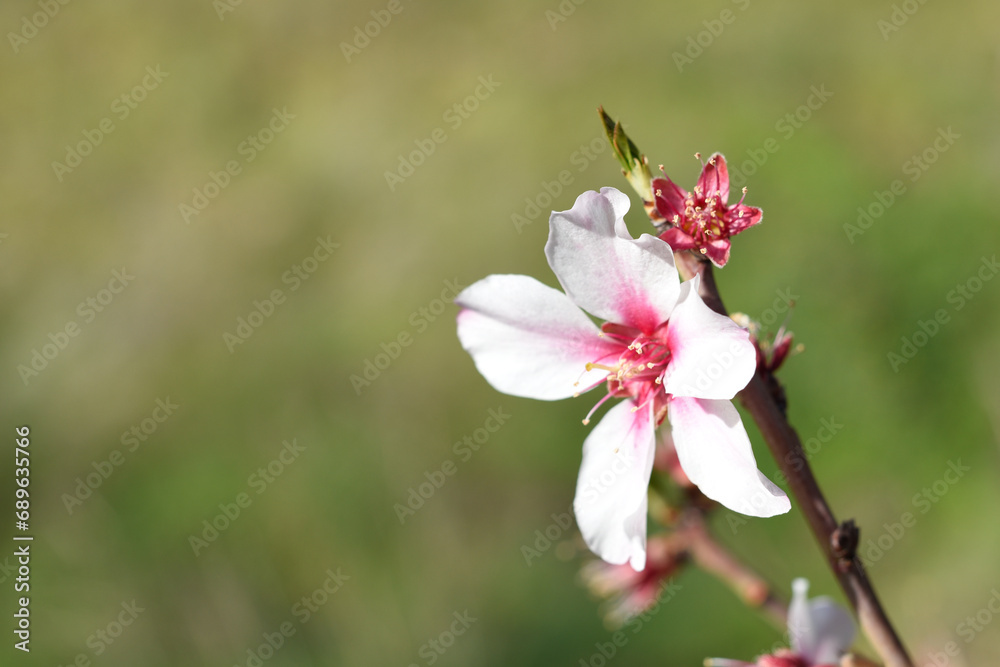 Una flor de almendro con luz de atardecer. Una flor de almendro con luz de atardecer.