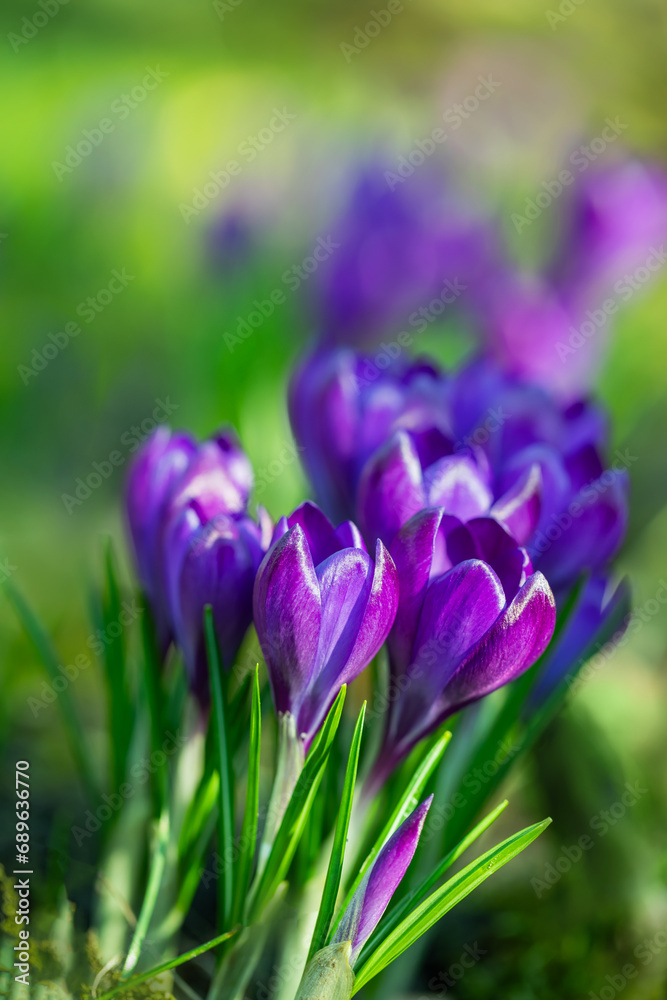 krokusy fioletowe jako wiosenne tło, Crocus sieberi