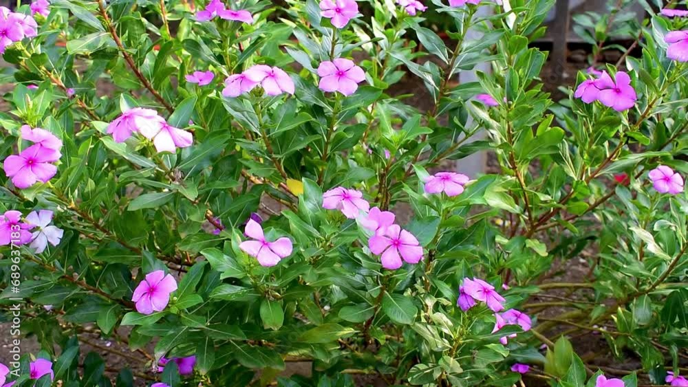 Beautiful Pink Periwinkle Flowers Blooming in Garden Beautiful Pink Periwinkle Flowers Blooming in Garden