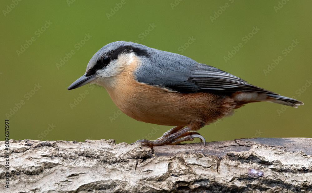 Obraz premium Nuthatch on a branch