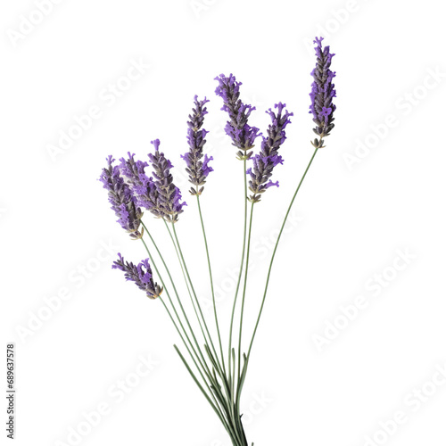 Lavender  Isolated  Transparent  Background  Flower  Fragrance  Purple  Botanical  Delicate  Herb  Aromatic  Relaxing  Soft  Petals  Blossom  Decorative  Floral  Plant  Ornamental  Natural  Beautiful