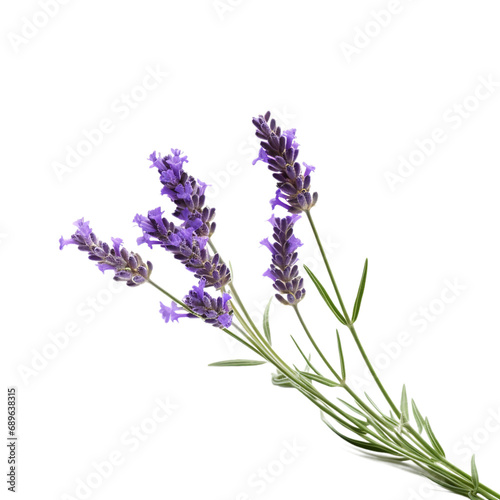 Lavender  Isolated  Transparent  Background  Flower  Fragrance  Purple  Botanical  Delicate  Herb  Aromatic  Relaxing  Soft  Petals  Blossom  Decorative  Floral  Plant  Ornamental  Natural  Beautiful