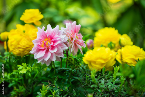 Dalie i jaskry  r    owe i       te wiosenne kwiaty jako dekoracja w ogrodzie  Dahlias and buttercups