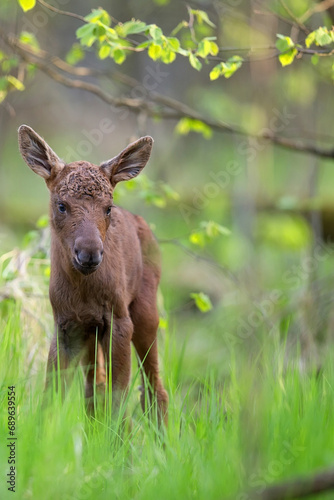 Young moose in the forest in the wild