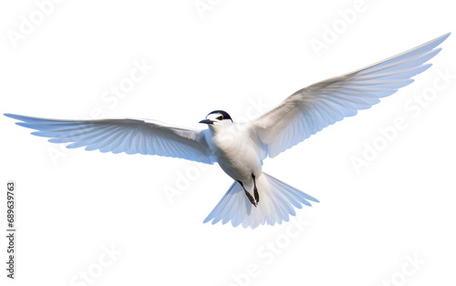 Beautiful Gull-billed Tern On Isolated Background