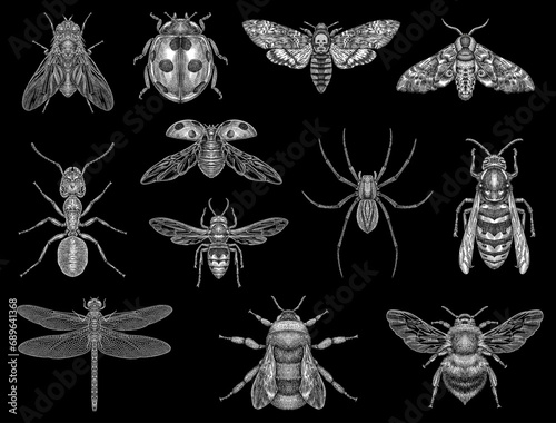 Engrave isolated insects set hand drawn graphic illustration
