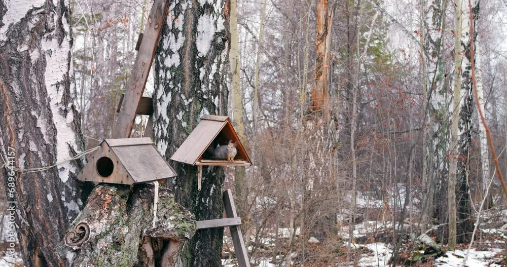 Squirrel in winter forest at bird feeder, exemplifying animal feeding. Cinematic shot perfect for illustrating animal feeding habits, showcases squirrel in act of feeding in nature. Squirrel in winter forest at bird feeder, exemplifying animal feeding. Cinematic shot perfect for illustrating animal feeding habits, showcases squirrel in act of feeding in nature.