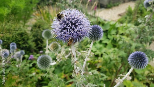 Bees collecting pollen from purple echinops setifer