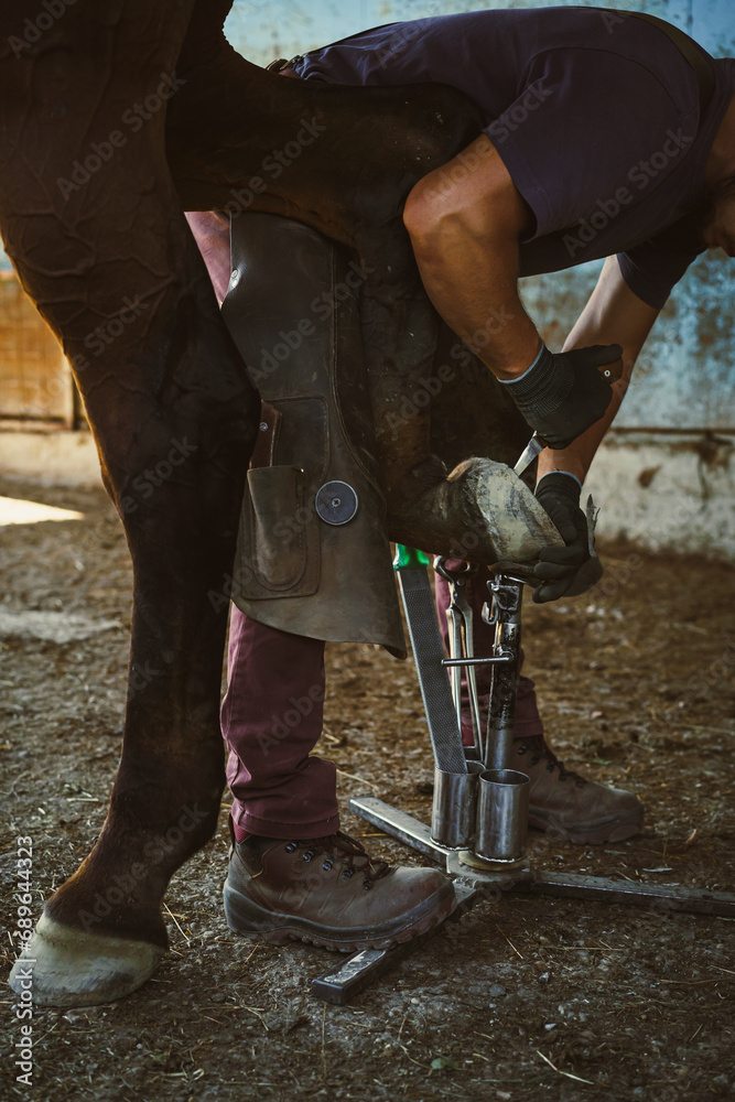 The farrier is preparing the hoof. The farrier shortens the hoof wall