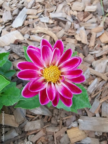 Close-up of beautiful pinkish and white color dahlia coccinea flower