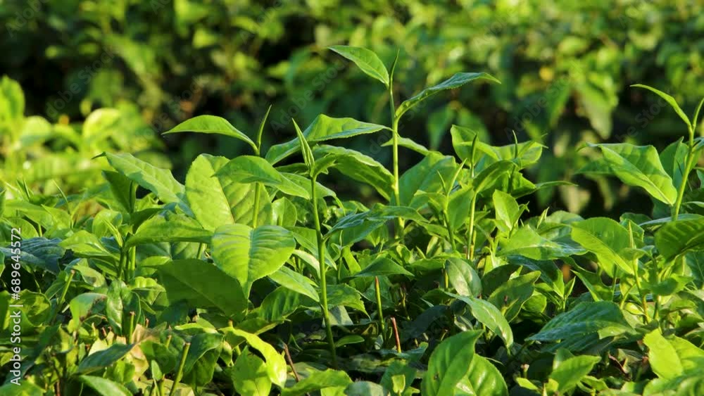 Fresh green tea leaves close up on tea plantations in the morning sunlight. Organic tea plantation in Nepal. Fresh green tea leaves close up on tea plantations in the morning sunlight. Organic tea plantation in Nepal.