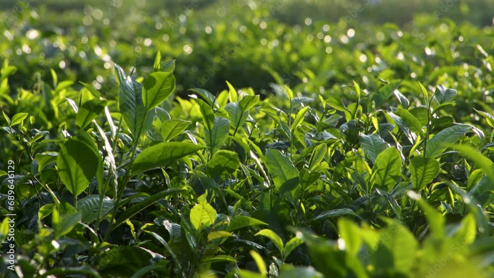Fresh green tea leaves close up on tea plantations in the morning sunlight. Organic tea plantation in Nepal. Fresh green tea leaves close up on tea plantations in the morning sunlight. Organic tea plantation in Nepal.