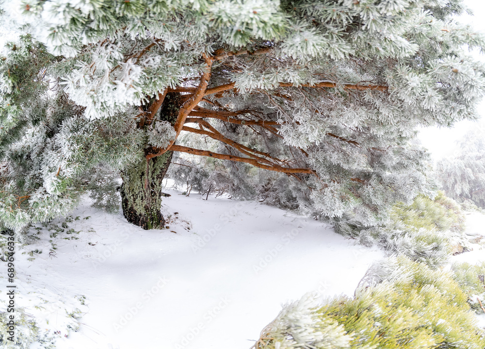 first snowfall of the year 2023 in the Sierra de Guadarrama in Madrid, Spain