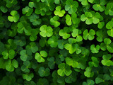 Green clover leaves background. Top view of shamrock leaves texture.