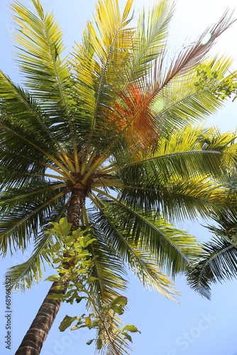 Palm tree with green leaves