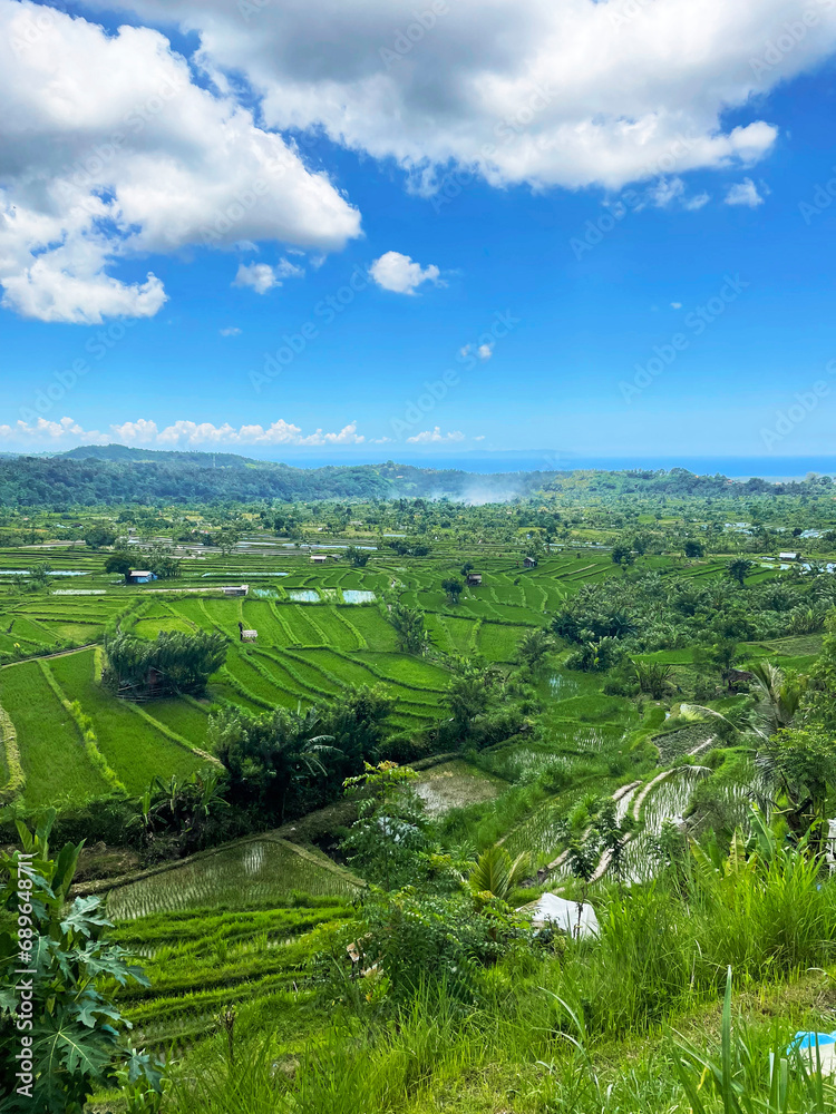 Fototapeta premium Rice fields on Bali island
