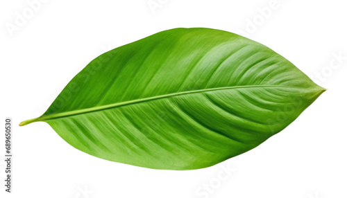 green leaf isolated on transparent background cutout