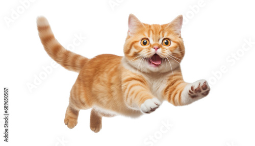 jumping cat isolated on transparent background cutout