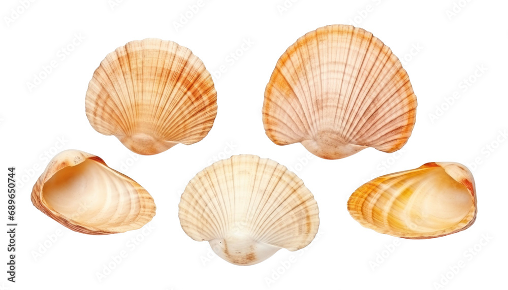 sea shells isolated on transparent background cutout