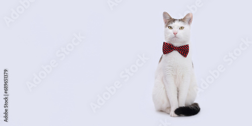 Studio portrait of white Cat with yellow eyes sitting and looks at the camera  against a white backdrop.  Cat with red bow tie. Cat with a red butterfly on its neck on a light background. Copy space © Mariia
