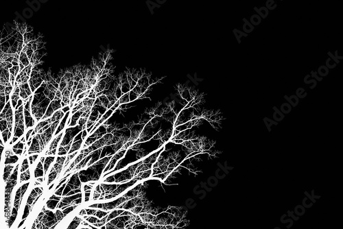 Fototapeta Naklejka Na Ścianę i Meble -  Silhouettes of white branches of tree with dramatic sky. Natural oak tree silhouette on a dark background