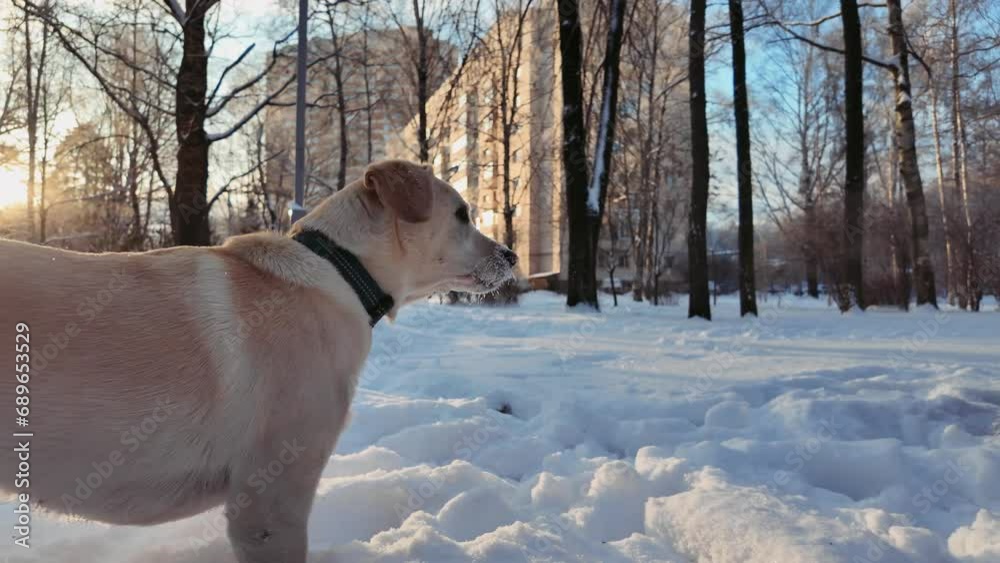 A dog with a collar looks out over a snow-covered park with apartment buildings in the background during a winter sunset A dog with a collar looks out over a snow-covered park with apartment buildings in the background during a winter sunset