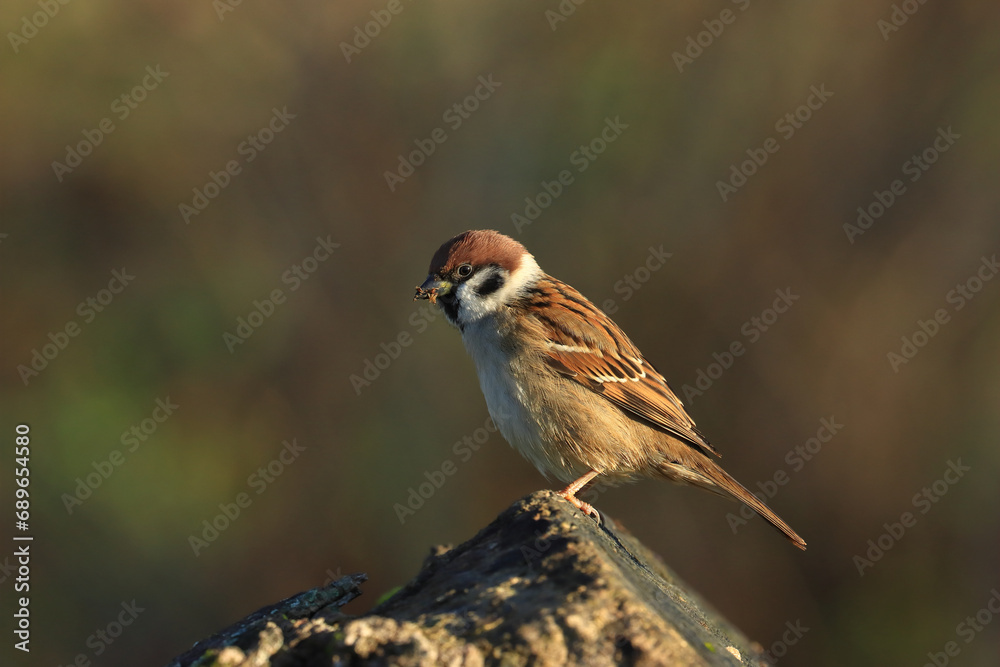 Fototapeta premium Eurasian tree sparrow, Passer montanus