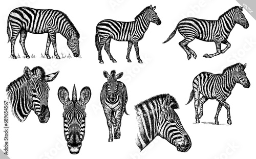 Vintage engraving isolated zebra horse set illustration ink sketch. Wild equine background nag mustang animal silhouette art. Black and white hand drawn vector image